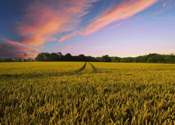 From Farm to Table: Insider Tips for Growing Fresh Produce for Local Markets