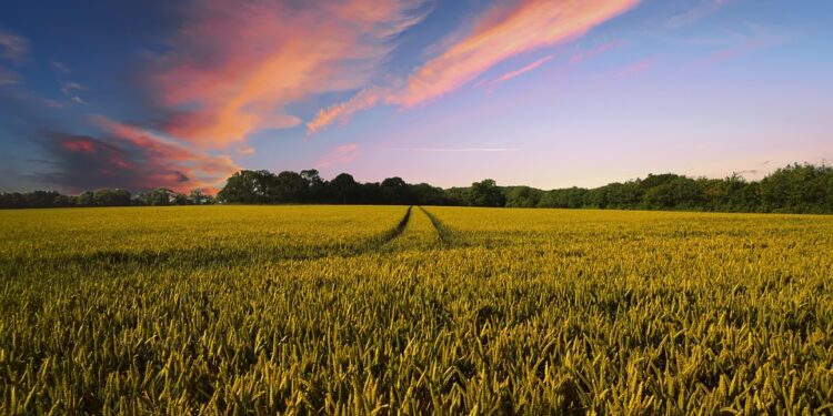 From Farm to Table: Insider Tips for Growing Fresh Produce for Local Markets
