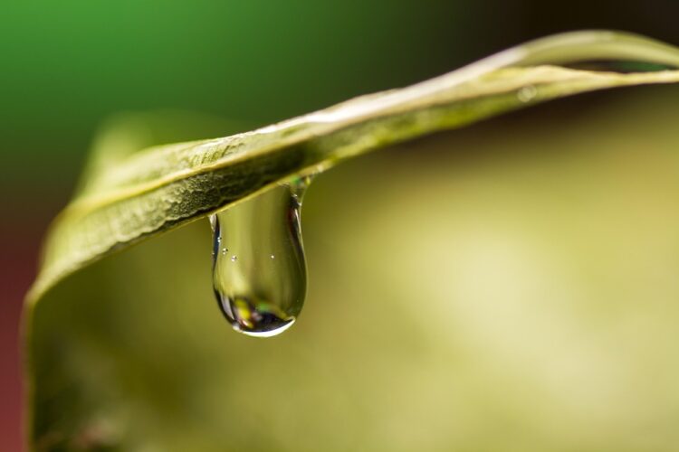 Unlocking the Power of Rain: Sustainable Stormwater Management Tips