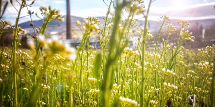 Embrace Simplicity: A Comprehensive Guide to Minimalist Living in Tiny Homes