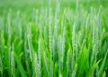 Green Thumbs: Cultivating Climate-Smart Practices for a Sustainable Home Garden