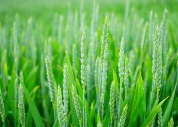 Green Thumbs: Cultivating Climate-Smart Practices for a Sustainable Home Garden