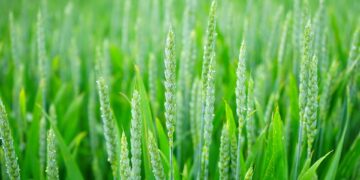 Green Thumbs: Cultivating Climate-Smart Practices for a Sustainable Home Garden