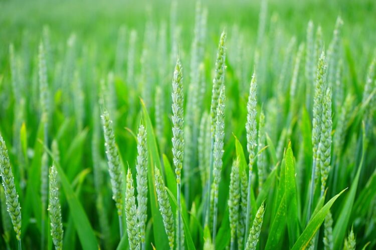 Green Thumbs: Cultivating Climate-Smart Practices for a Sustainable Home Garden