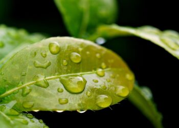 Maximizing Sustainability: The Ultimate Guide to Top Rainwater Harvesting Systems for Homeowners