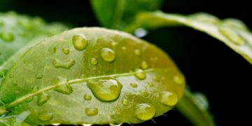 Maximizing Sustainability: The Ultimate Guide to Top Rainwater Harvesting Systems for Homeowners