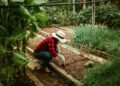 Woman in a hat tending to a vegetable garden, surrounded by lush plants, showcasing outdoor gardening.