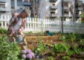 Senior man tending a vegetable garden in an urban setting, using a watering can.