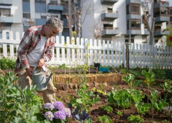 Senior man tending a vegetable garden in an urban setting, using a watering can.