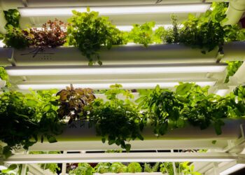 a vertical garden system with plants growing in it