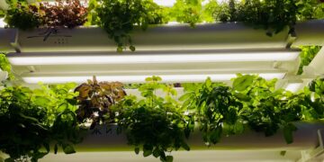 a vertical garden system with plants growing in it