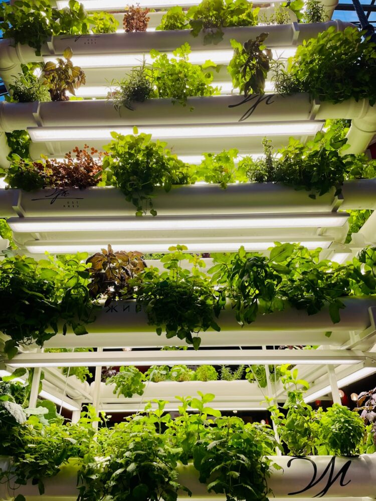 a vertical garden system with plants growing in it