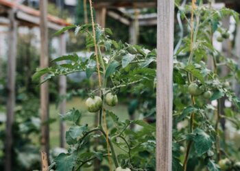 a plant with green leaves