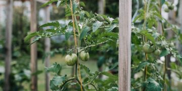 a plant with green leaves