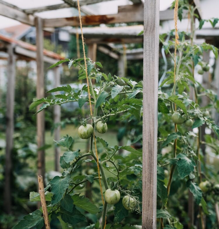 a plant with green leaves