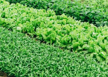 green leaf vegetable