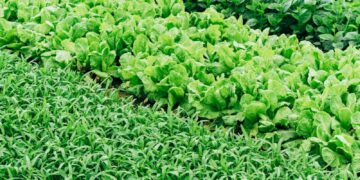 green leaf vegetable