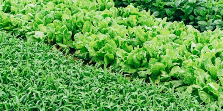green leaf vegetable