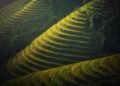 Unlocking the Secrets of Successful Organic Crop Rotation: A Comprehensive Guide