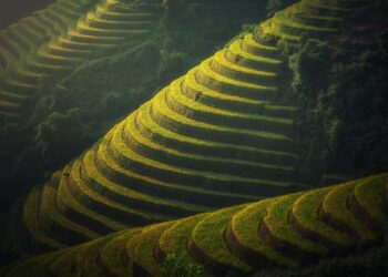 Unlocking the Secrets of Successful Organic Crop Rotation: A Comprehensive Guide