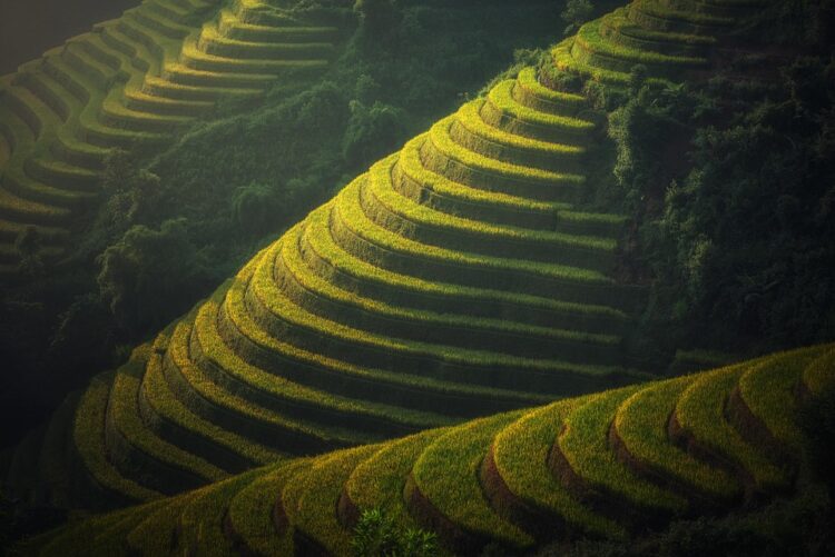Unlocking the Secrets of Successful Organic Crop Rotation: A Comprehensive Guide