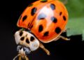 a close up of a lady bug on a leaf