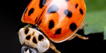 a close up of a lady bug on a leaf