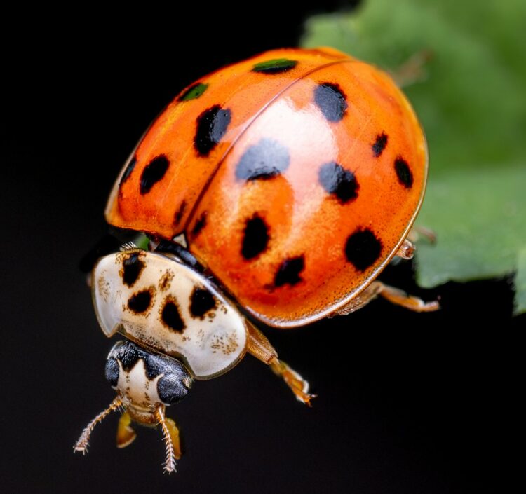 a close up of a lady bug on a leaf