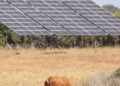 a cow grazing in a field with a solar panel in the background