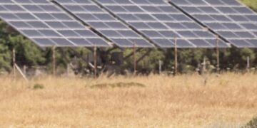 a cow grazing in a field with a solar panel in the background