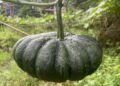 a green pumpkin hanging from a vine in a garden