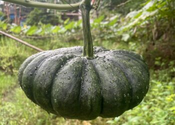 a green pumpkin hanging from a vine in a garden