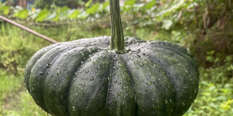 a green pumpkin hanging from a vine in a garden