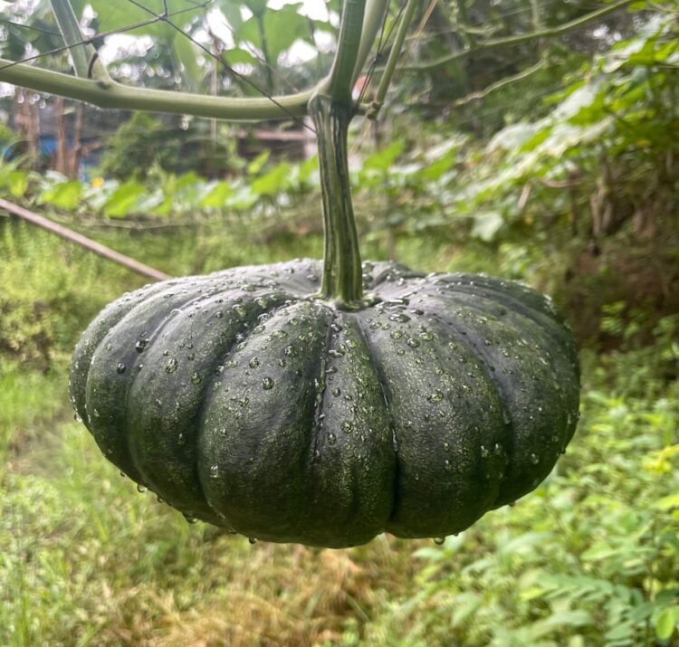 a green pumpkin hanging from a vine in a garden
