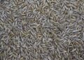 Green Guardians: Natural Solutions for Garden Pest Control