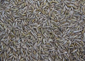 Green Guardians: Natural Solutions for Garden Pest Control