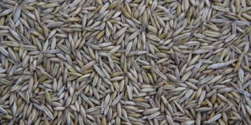 Green Guardians: Natural Solutions for Garden Pest Control