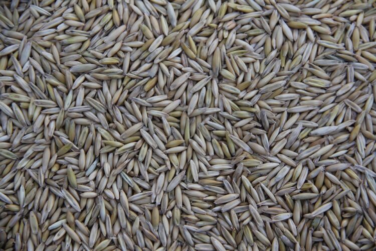 Green Guardians: Natural Solutions for Garden Pest Control
