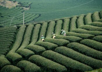 Maximizing Yield, Minimizing Footprint: Low-Impact Farming Strategies for Small Plots