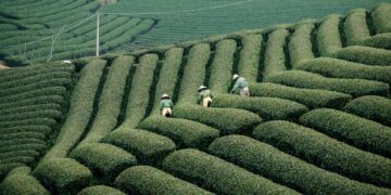 Maximizing Yield, Minimizing Footprint: Low-Impact Farming Strategies for Small Plots