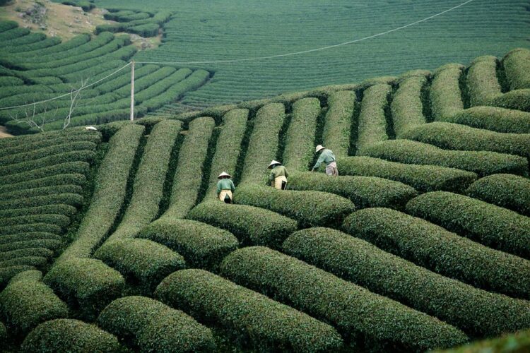 Maximizing Yield, Minimizing Footprint: Low-Impact Farming Strategies for Small Plots
