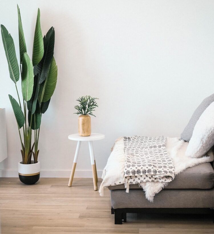 green leaf plant beside wall