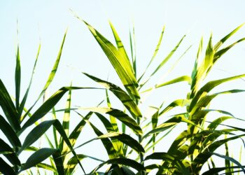 green wheat field during daytime