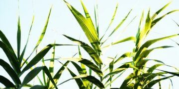 green wheat field during daytime