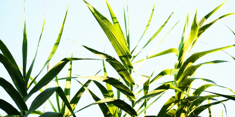green wheat field during daytime