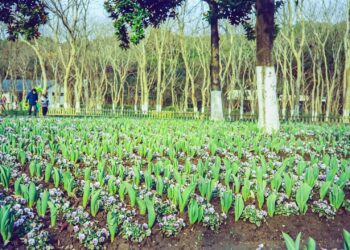 a field of flowers in front of some trees