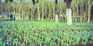 a field of flowers in front of some trees