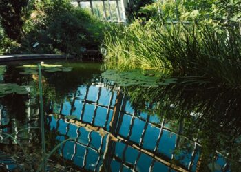 a pond inside of a glass walled building
