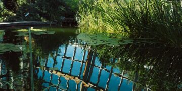 a pond inside of a glass walled building