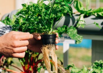 a person holding a plant
